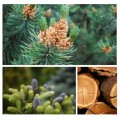 Sosna szwajcarska, drewno cedrowe i jodła balsamiczna