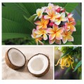 Frangipani, kokos i ylang-ylang